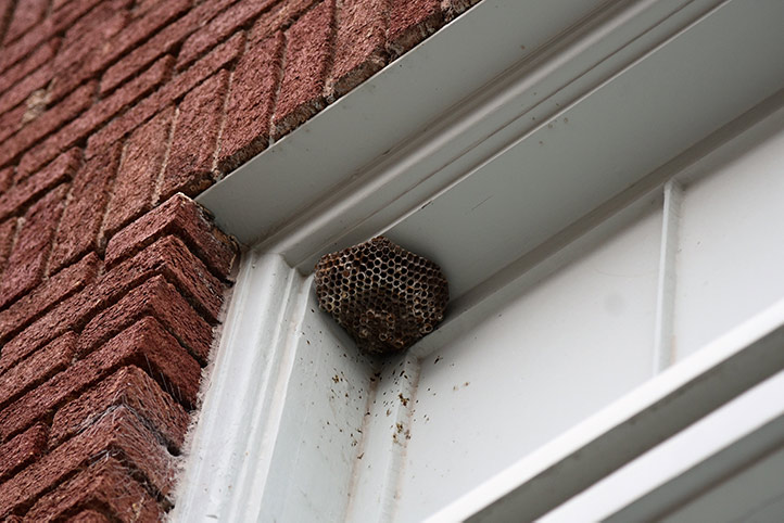 We provide a wasp nest removal service for domestic and commercial properties in Droitwich.